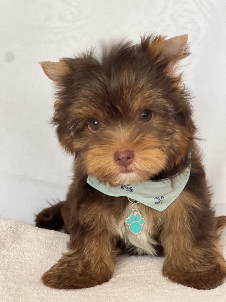Mundoyorkielulu-Mundoyorkieluuluu-Criador-cachorros-Yorkshire-Terrier-Biewer-Terrier