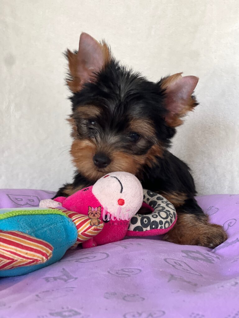 Mundoyorkielulu-Mundoyorkieluuluu-Criador-cachorros-Yorkshire-Terrier-Biewer-Terrier