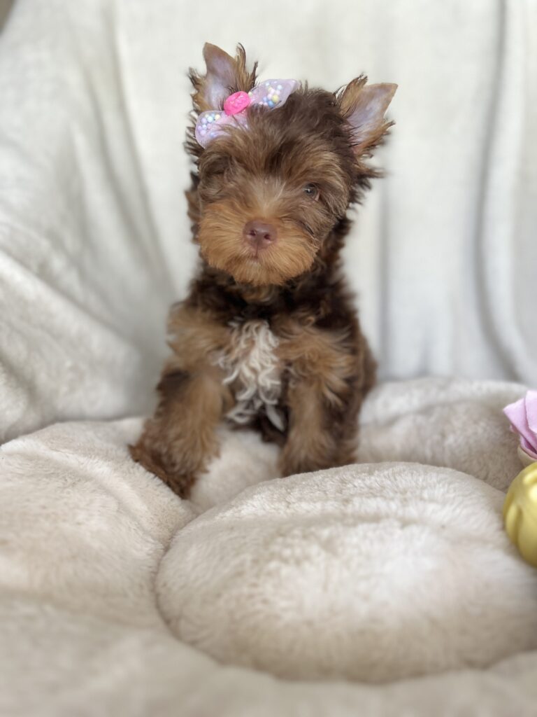 Mundoyorkielulu-Mundoyorkieluuluu-Criador-cachorros-Yorkshire-Terrier-Biewer-Terrier