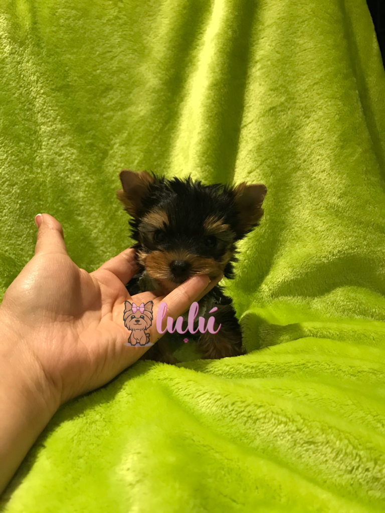 Mundoyorkielulu-Mundoyorkieluuluu-Criador-cachorros-Yorkshire-Terrier-Biewer-Terrier